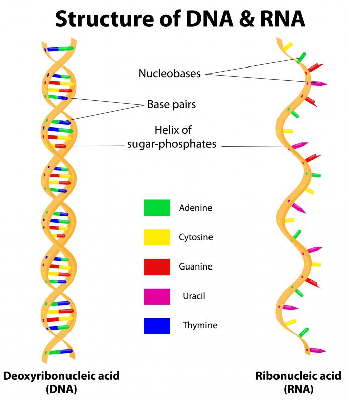 What Is Pre Mrna With Pictures