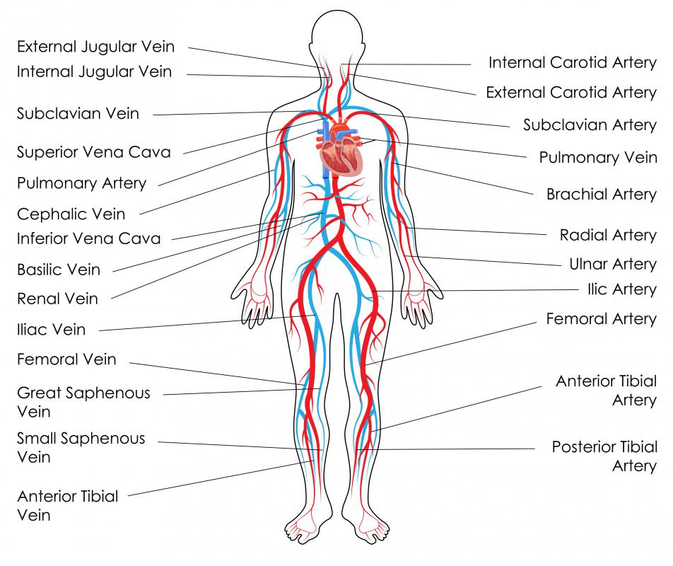 Subclavian Artery Labeled On Diagram Of Circulatory System 