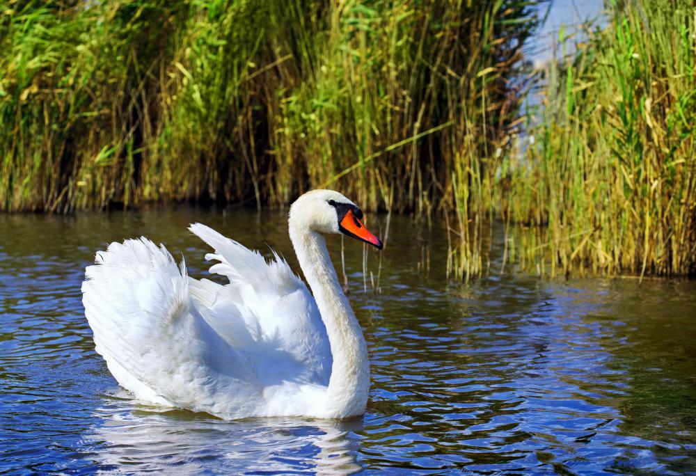 What Animals Live In A River Ecosystem