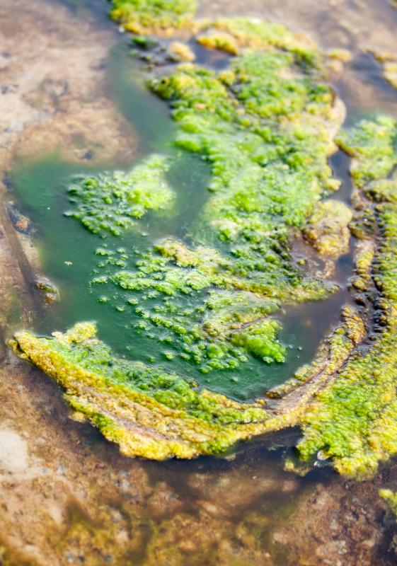 What Is Chlorella Algae  with picture 