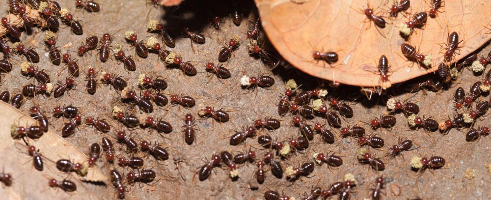 Do Termites Look Like Ants