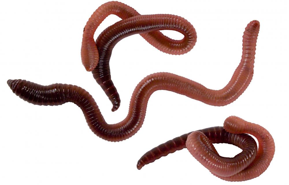 What Are Some Examples Of Worms