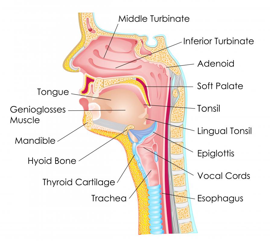 what-are-the-different-types-of-esophagus-disorders