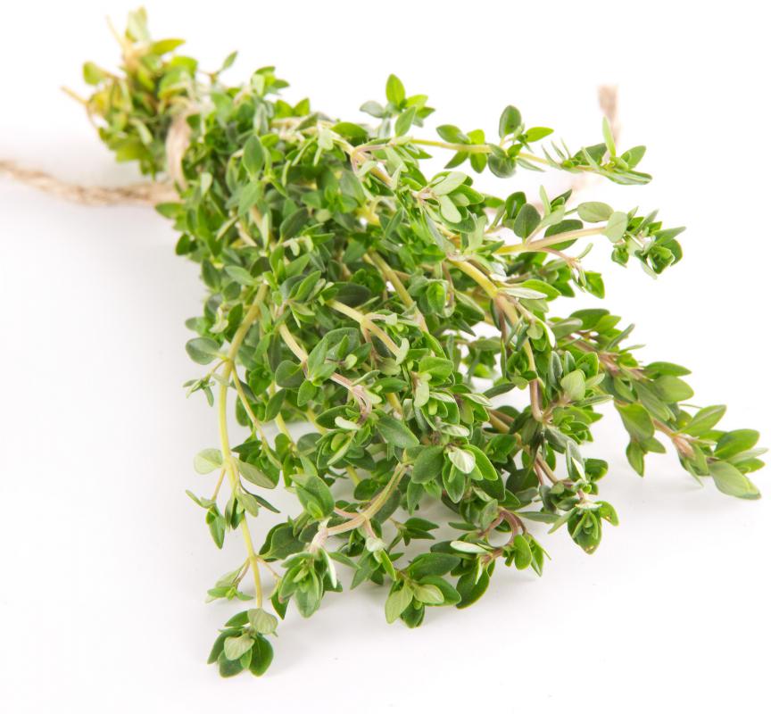 harvest thyme plant