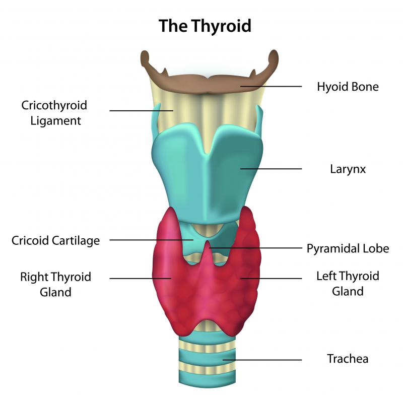 thyroid underactive adipex and