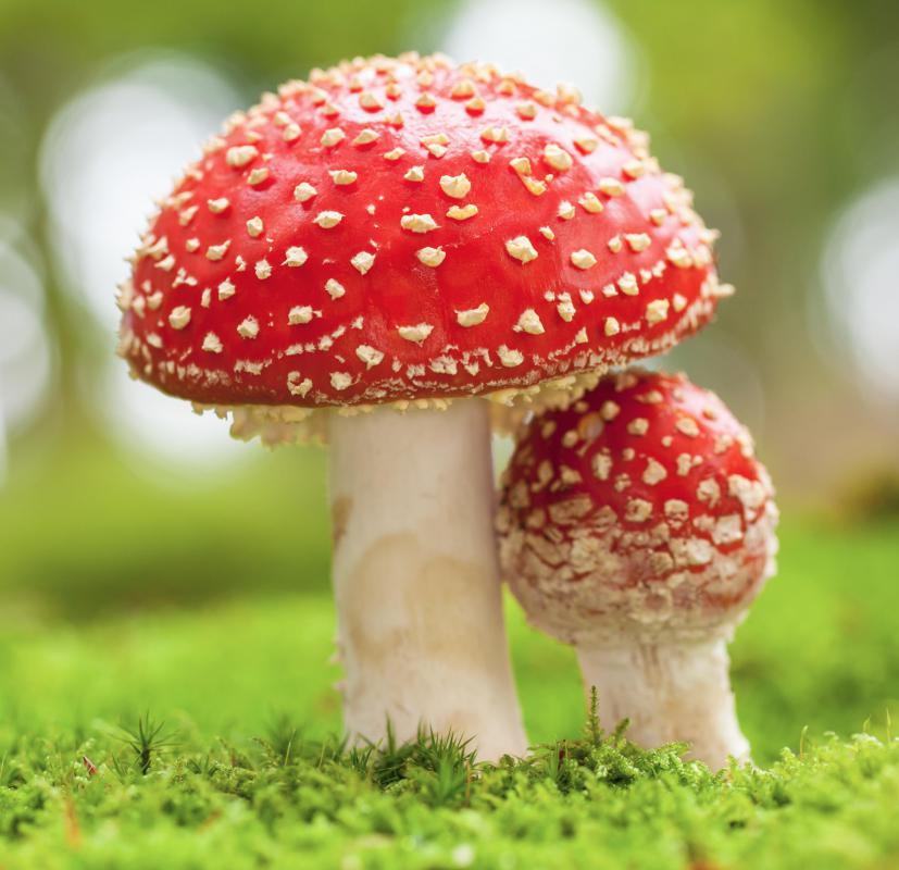 What Is the Difference Between a Toadstool and a Mushroom - Back Gardener