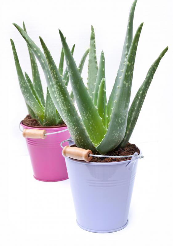 What Are The Best Tips For Planting Aloe Seeds With Pictures