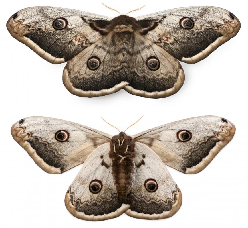 What Is The Difference Between A Moth And A Butterfly