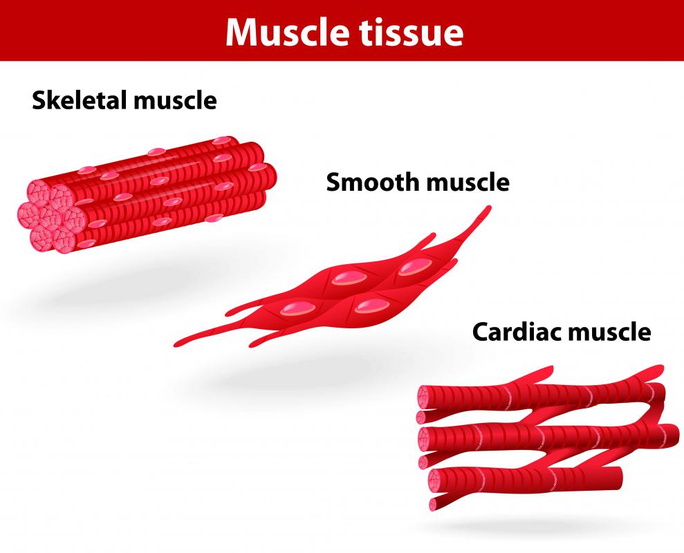 What is Cardiac Muscle Tissue? (with pictures)