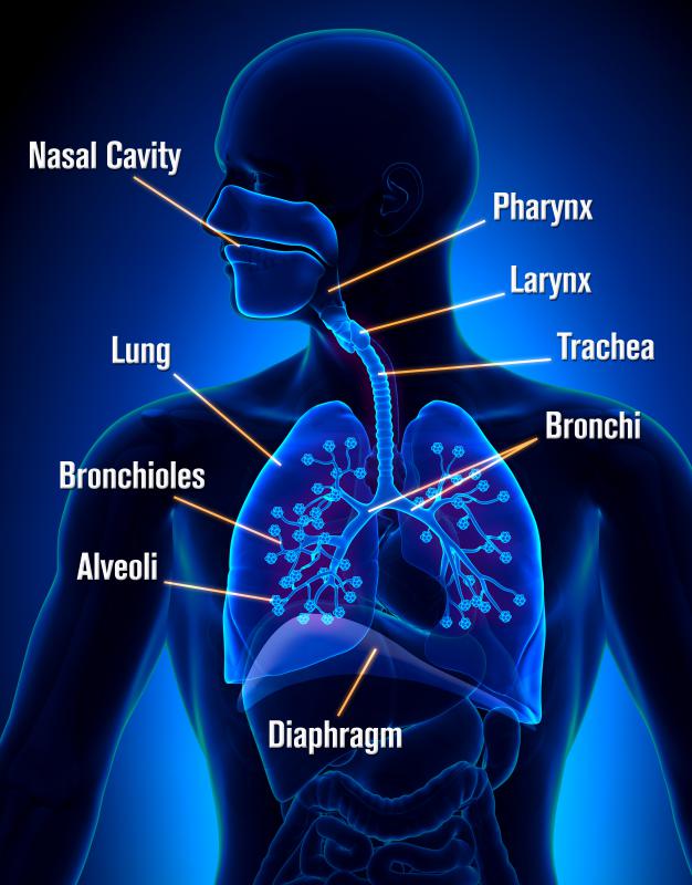 what-is-the-pharynx-with-pictures