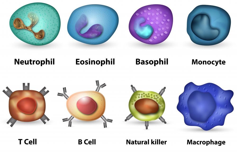 What is T Cell Activation? (with pictures)