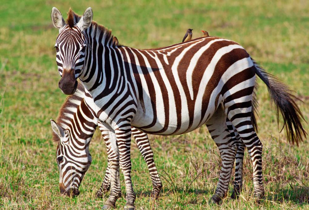What Is A Zebra with Pictures 